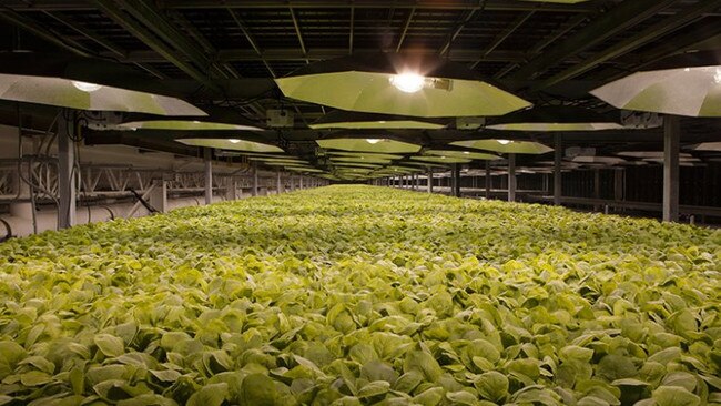 Tobacco plants being cultivated for vaccine development at British American Tobbaco’s US biotech subsidiary in Kentucky. Picture: Newsweek/British American Tobacco