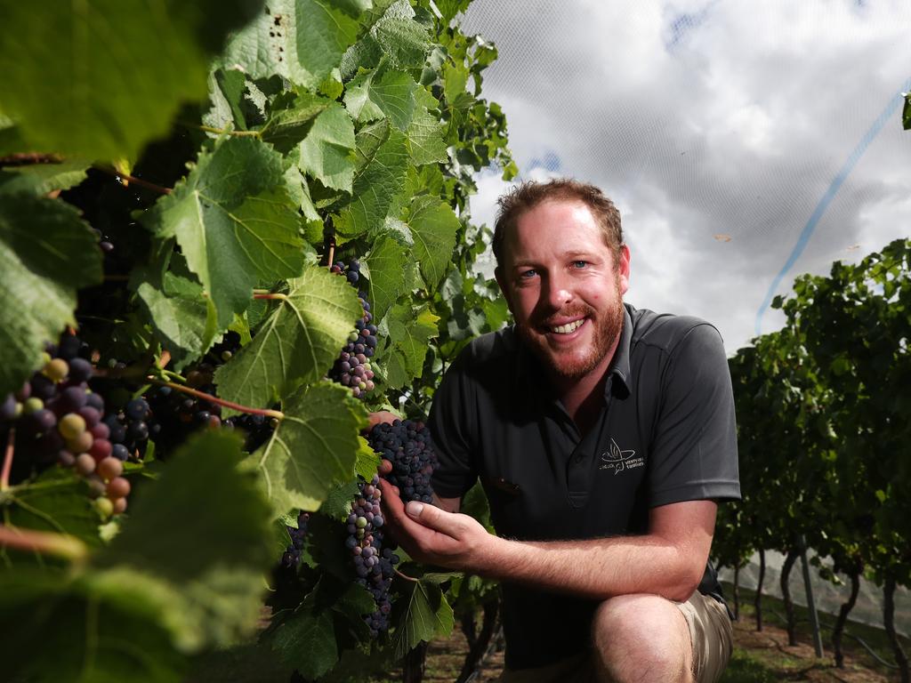 Tasmanian vineyards gearing up for 2019 harvest | The Mercury