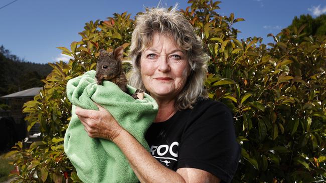 Wildlife carer from Wildlife Bush Babies &amp; Snake Rescue, Teena Hanslow with baby pademelon, “Stumpy”, whose mum was killed by a dog. Picture: Zak Simmonds