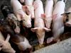 African Swine Fever outbreak could cost billions