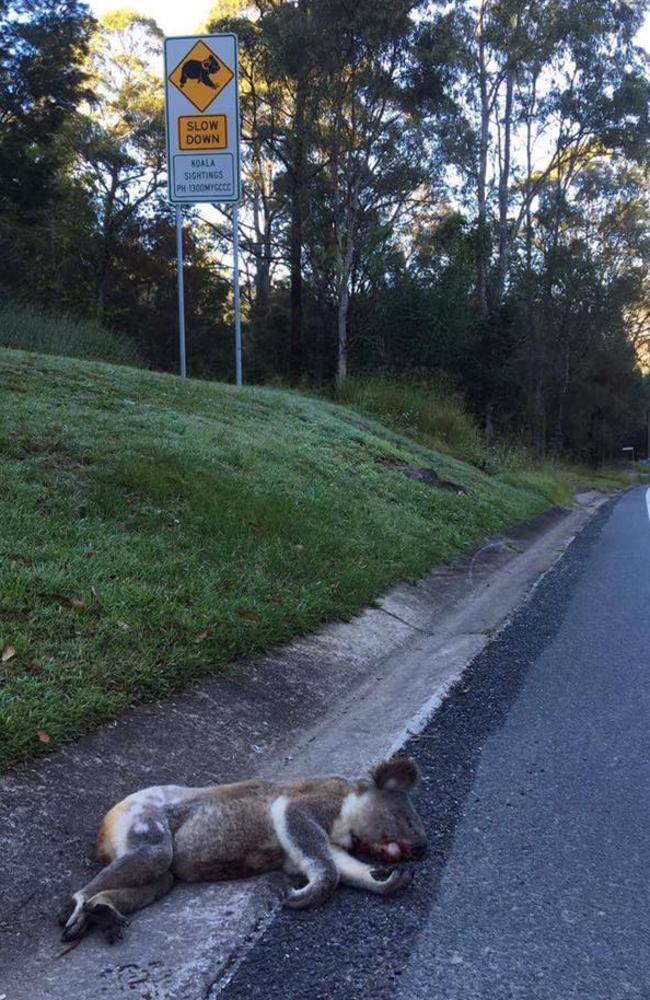 Pictured is one of many koalas that have been hit and killed since Saturday on the Gold Coast. This shot was taken on Benogin Rd, Benogin. Picture: Wildcare Australia Inc/Facebook