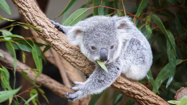 Margarita at Lone Pine Koala Sanctuary. Picture: AAP