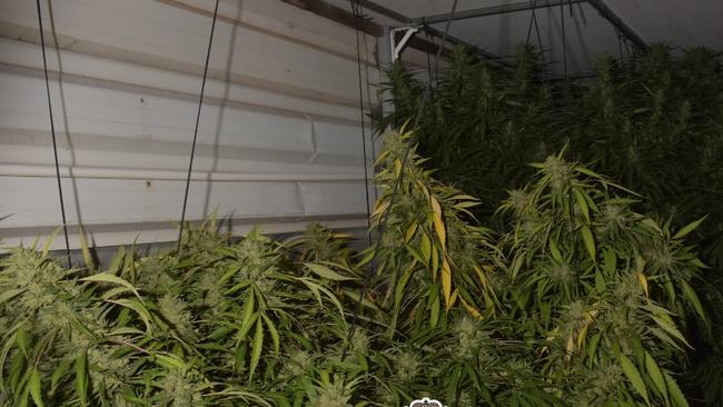 Police have found fifteen cannabis plants in a home in Loxton.  Picture: SA Police