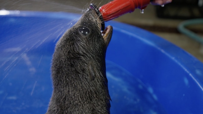 The outrageously cute baby seal Eve in Taronga: Who’s Who In the Zoo.