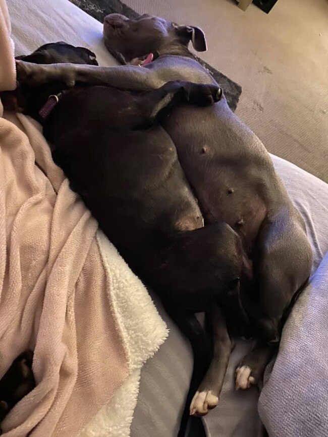 Tassie's Pawfect Pairs | Indahstaff Staffordshire Bull Terrier: Marlee (mum) and Jasmine (daughter) pure love