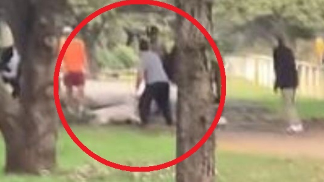 Dog attacks horse in Centennial Park, Sydney: Outrage at owners | The