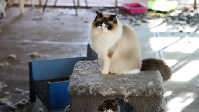 One of 118 ragdoll cats seized by RSPCA South Australia inspectors, in the Lewiston property on 27 May 2020. Picture: Supplied.