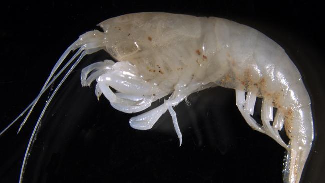 The blind shrimp species Parisia unguis is the apex predator of the Beetaloo stygofauna. Picture: Supplied