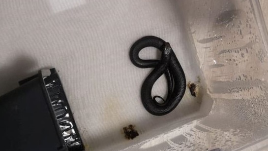 Two men have been arrested over the alleged trafficking of exotic animals and protected Australian fauna, including deadly snakes and magpies. Picture: NSW Police Force. 