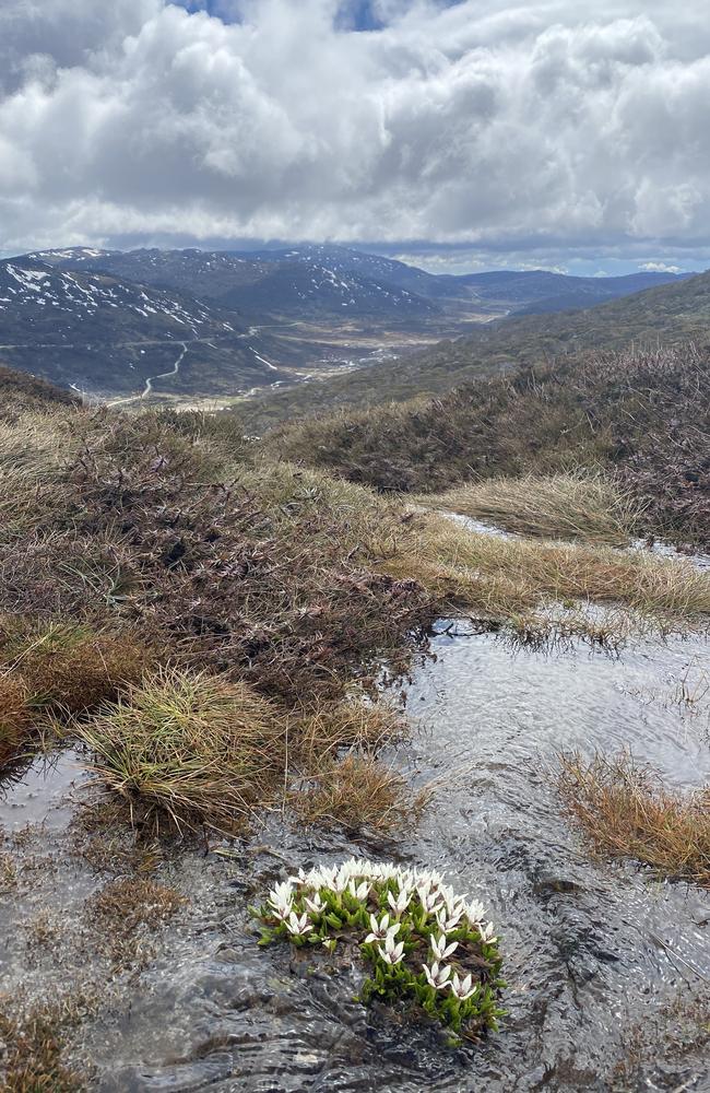 The snow melt is some of the cleanest water in Australia. Picture: Natalie Wolfe/news.com.au