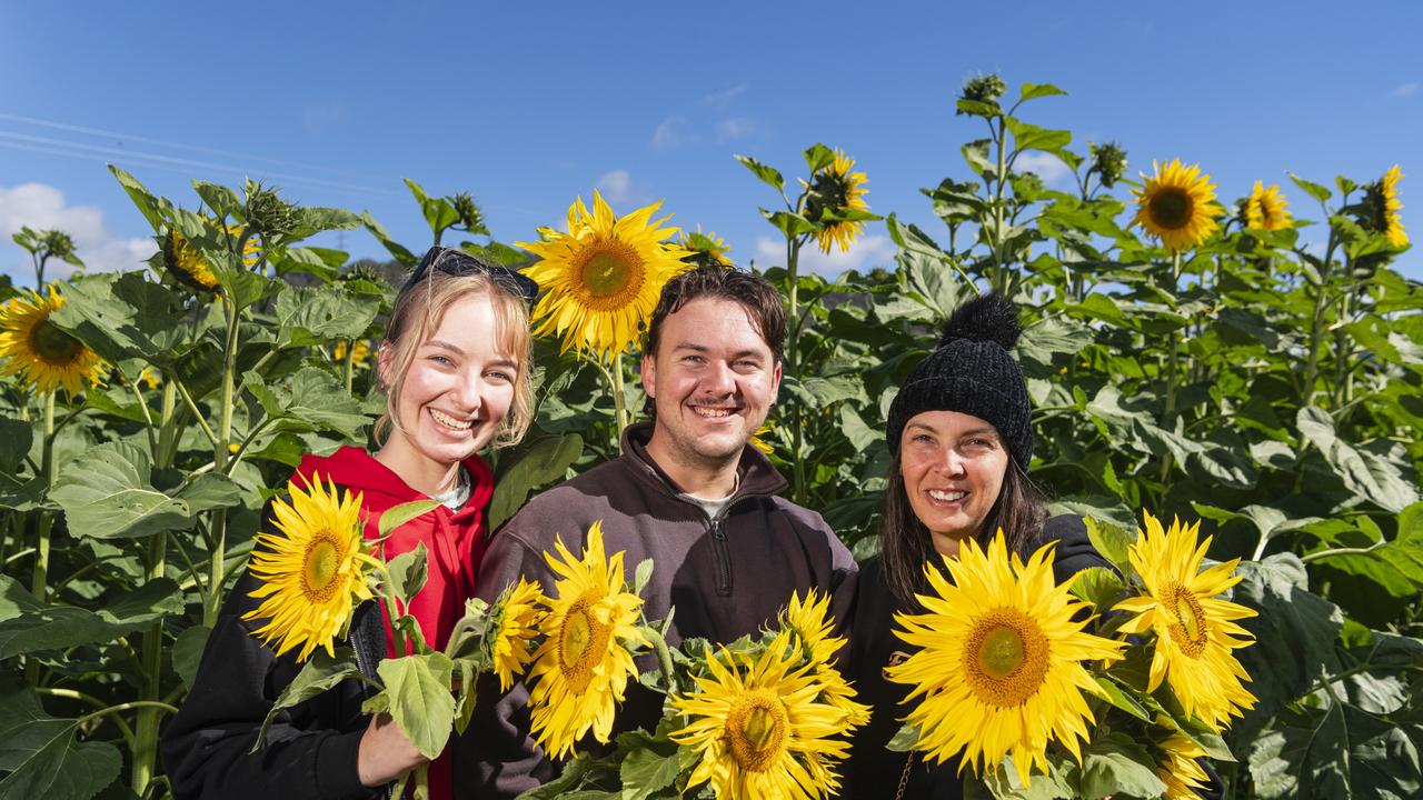 With the sunflowers are (from left) Kailee Behrendorff, Cameron Rosser and Sandi Micale at the picnic with the sunflowers event hosted by Ten Chain Farm, Saturday, June 8, 2024. Picture: Kevin Farmer