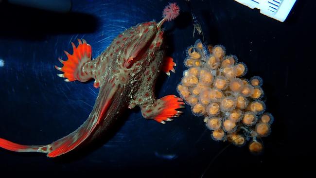 Red handfish with eggs Picture: J.Stuart-Smith