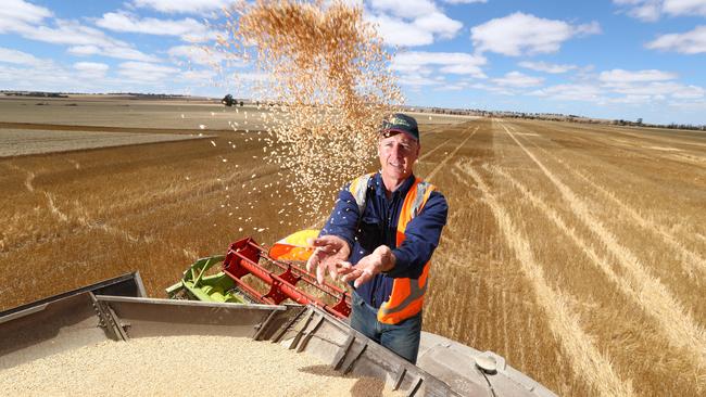 Grain gain: South Australian farmer Adrian McCabe checks grain in one of the last paddocks he harvested at Hamley Bridge, which enjoyed an above-average season despite rain being patchy across many parts of the state. Picture: Tait Schmaal