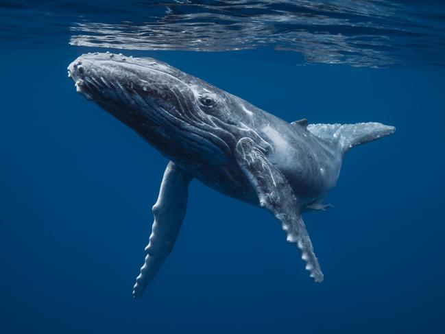 Photograph by Dr Fabrice Jaine, a Mosman resident and Sydney Institute of Marine Science (SIMS) marine scientist, an award-winning photographer in his spare time. Caption: Newborn Calf: A young and curious humpback whale calf surfaces to breathe in the safe blue waters of Tonga. Soon he will have to face a long a perilous migration to feeding grounds off Antarctica. [MUST CREDIT] Picture: Fabrice Jaine