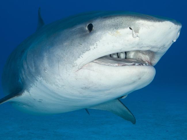 A big (~12ft) Tiger Shark (