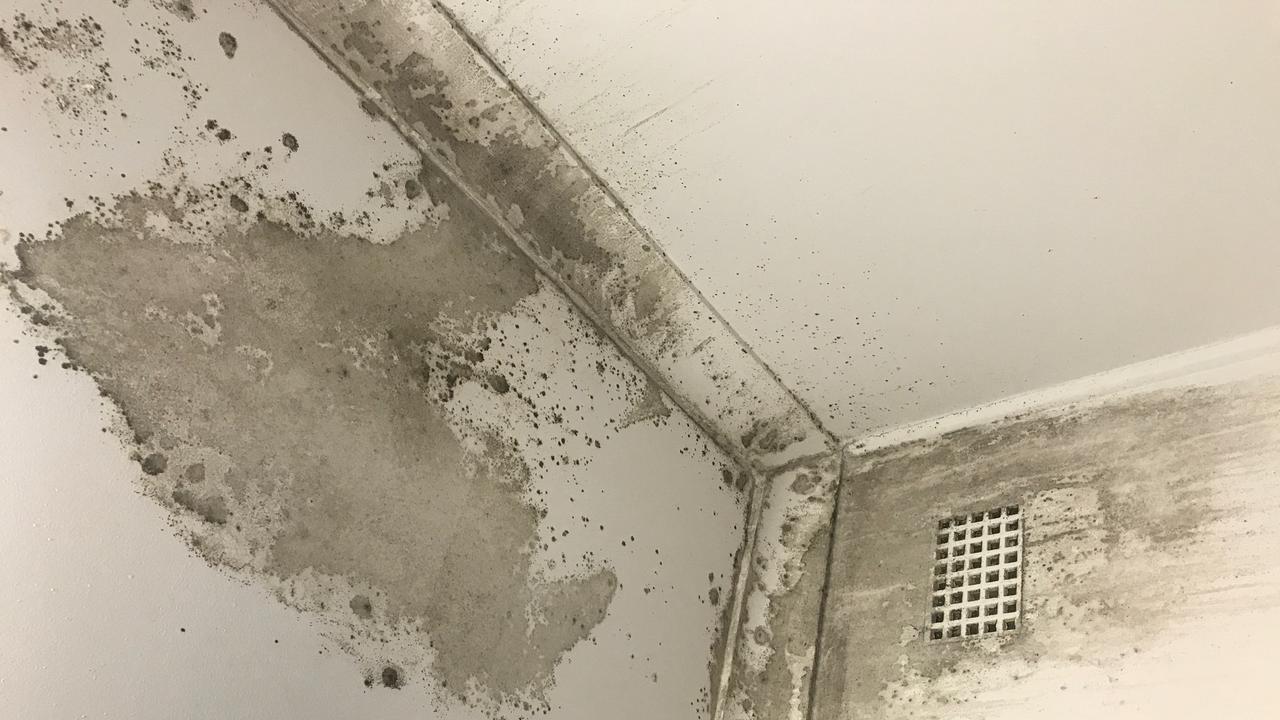 Nearly half of all NSW residents are currently dealing with a mould problem. Supplied