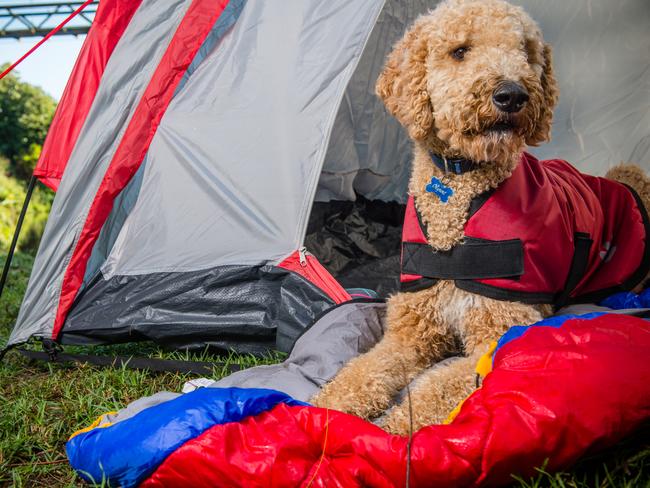 ID tags, microchipping and pet insurance are all essential. Picture: PETstock