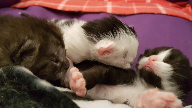 Milly’s kittens were just an hour old when she was given refuge by the RSPCA.