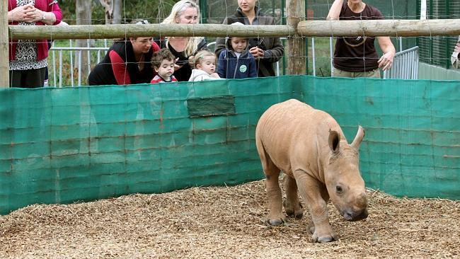 A Baby rhino at Werribee Open Range Zoo.