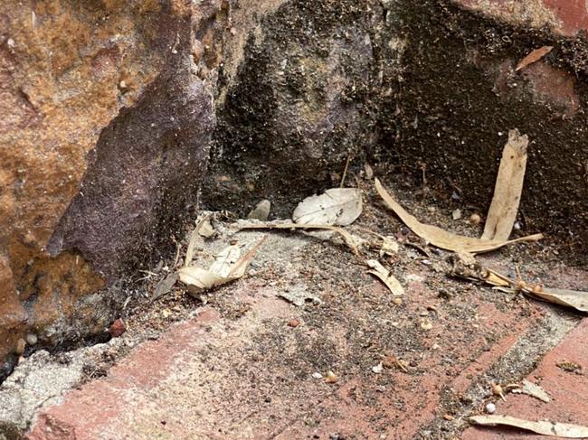 A juvenile eastern brown snake took up residence in a small gap in the staircase at a McLaren Vale winery. Picture: Facebook