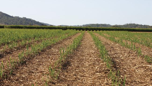 The Robke family cane farm was split in two by the Mackay Ring Road project. File photo.