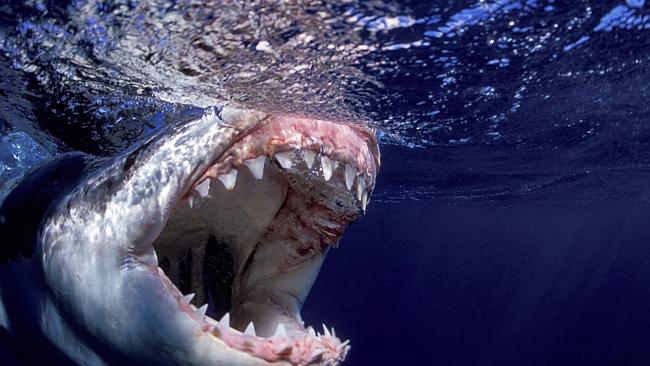 Stephen Frink prefers photographing great white sharks in Australia ...
