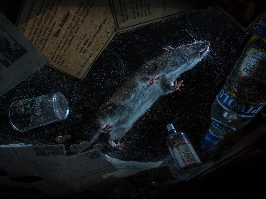 This photo, taken in an abandoned house in Germany, shows a common brown rat and was captured using a motion sensor. It was the category winner for urban wildlife. Picture: Florian Smit/Nature TTL
