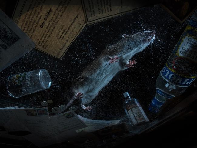 This photo, taken in an abandoned house in Germany, shows a common brown rat and was captured using a motion sensor. It was the category winner for urban wildlife. Picture: Florian Smit/Nature TTL
