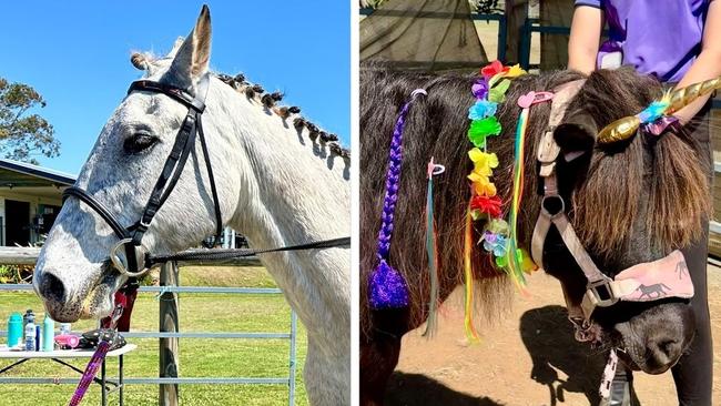 ‘They deserve better’: Therapy horses traumatised by roaming dogs