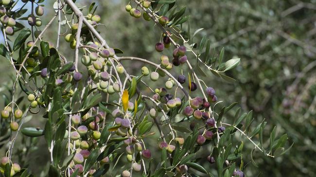 Lisadurne Hill Olives kicked off their harvest on Wednesday. Picture: Zoe Phillips