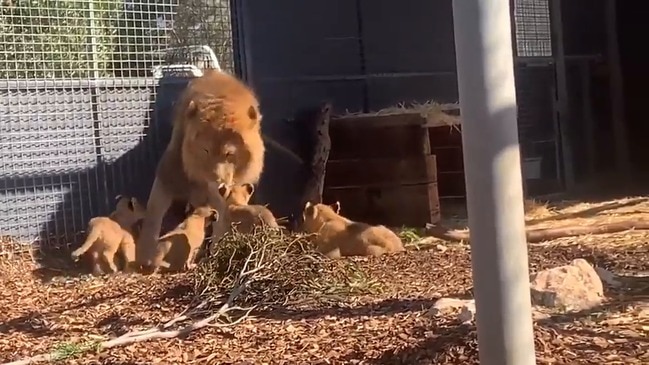 Lion Cubs Encounter Adult Males For the First Time at South Australia Zoo