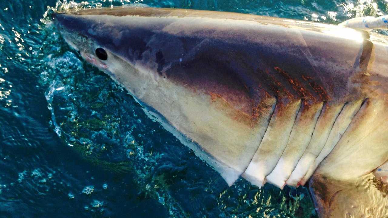 Shark barrier fail leaving community exposed