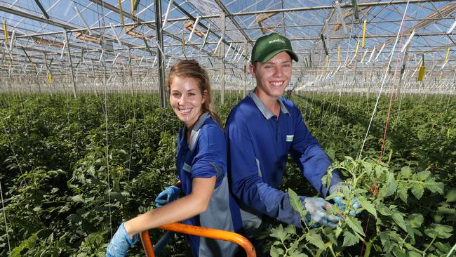 Jobs For South East: Sundrop Farms Plans To Open 30ha Strawberry Farm 