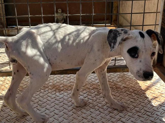 Shelter forced to shut as council inundated with abandoned pets