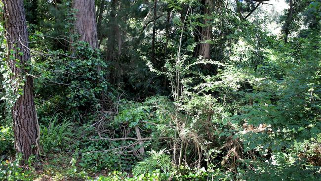 Overgrown foliage alongside the South Eastern Freeway. Picture: Dean Martin