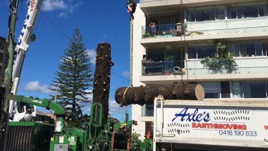 Work has begun to remove the second oldest Norfolk Island Pine from a development site at Burleigh Heads.