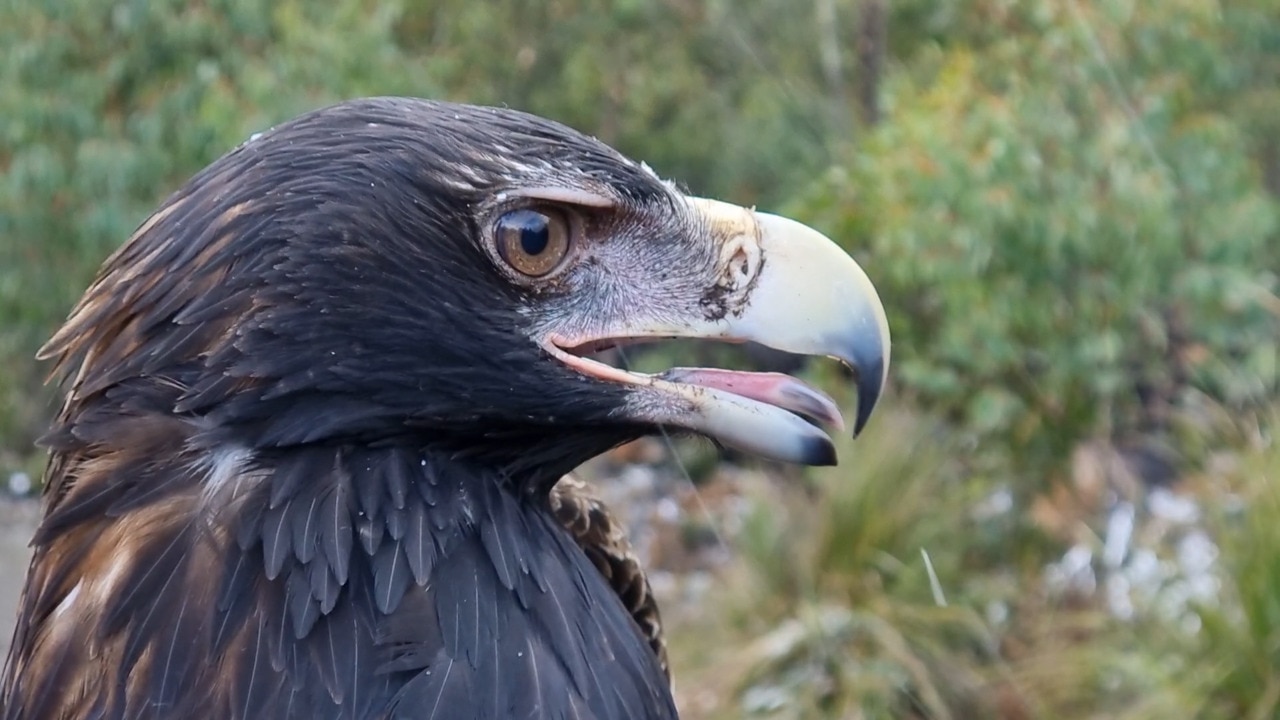 Capturing a wedge-tailed eagle nestling