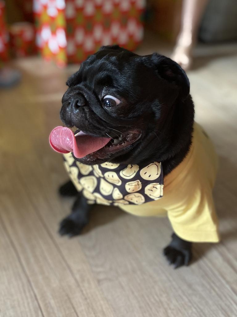 Pumba Fisher – Pumba is a happy go lucky pug. He loves being around his humans and his fluffy brother Zeus.