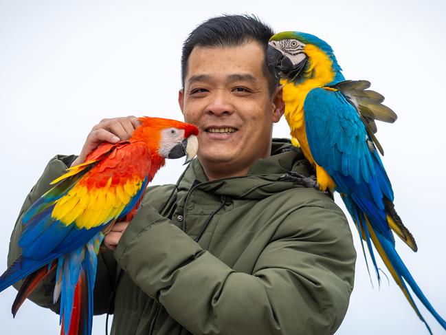 Ngo Duy Tam with his giant pet Macaw birds Coco and Bosco. Picture: Jake Nowakowski