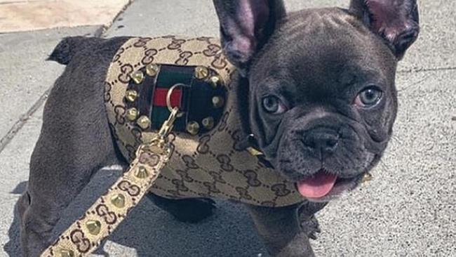 Dog breeder Ronnie Achurch’s Facebook was littered with pictures of dogs dressed in designer brands and gold chains.