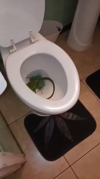 Terrifying moment man finds huge Iguana in his toilet