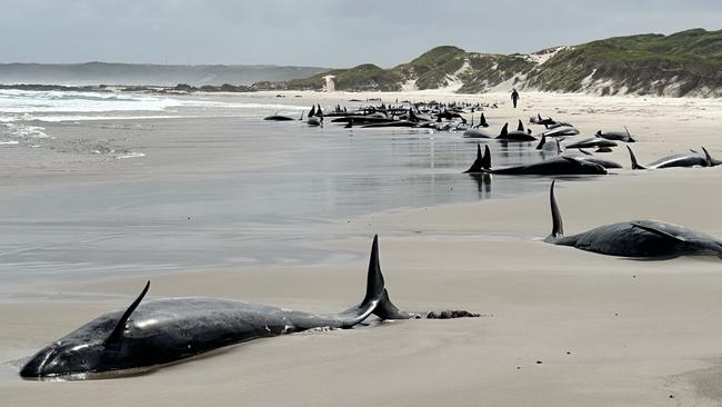 Mass whale stranding near Arthur River on Tasmania's West Coast on February 19, 2024. Picture: NRE Tas