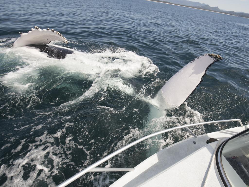 “They were by the far the most interactive whales that I have ever encountered. We spent an hour and a half with them. One whale was far more curious than the other and during their time with us one of their tails actually hit the boat, leaving behind barnacles.” Picture: Craig Parry/Barcroft/Getty<br/>