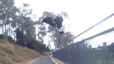 The moment Mr Broad was attacked by a magpie captured on his camera.