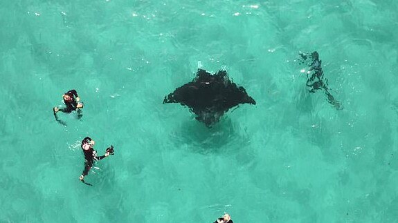 Freckles the manta ray gets fish hooks removed by Jake Wilton off WA. Pictures - screen grabs from Facebook