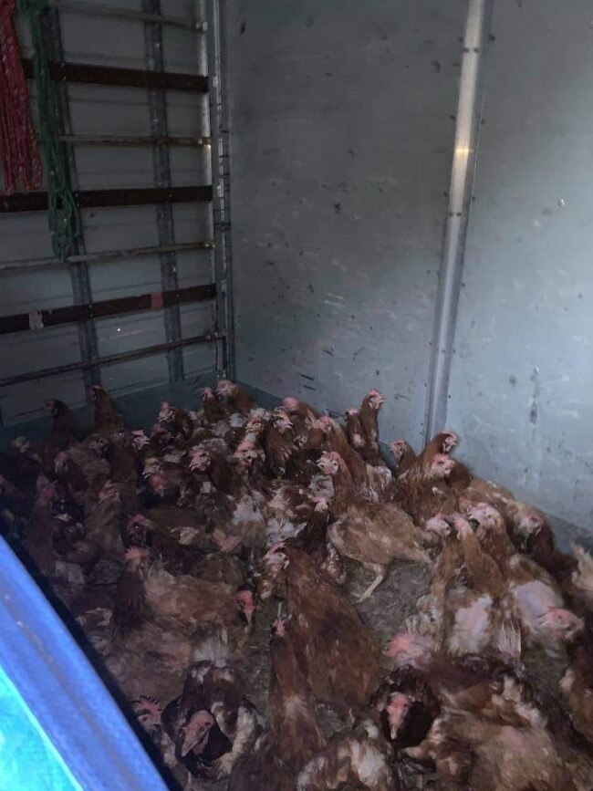 The 300 chickens rescued from a battery farm near the Gold Coast that are now up for adoption. Picture: Contributed