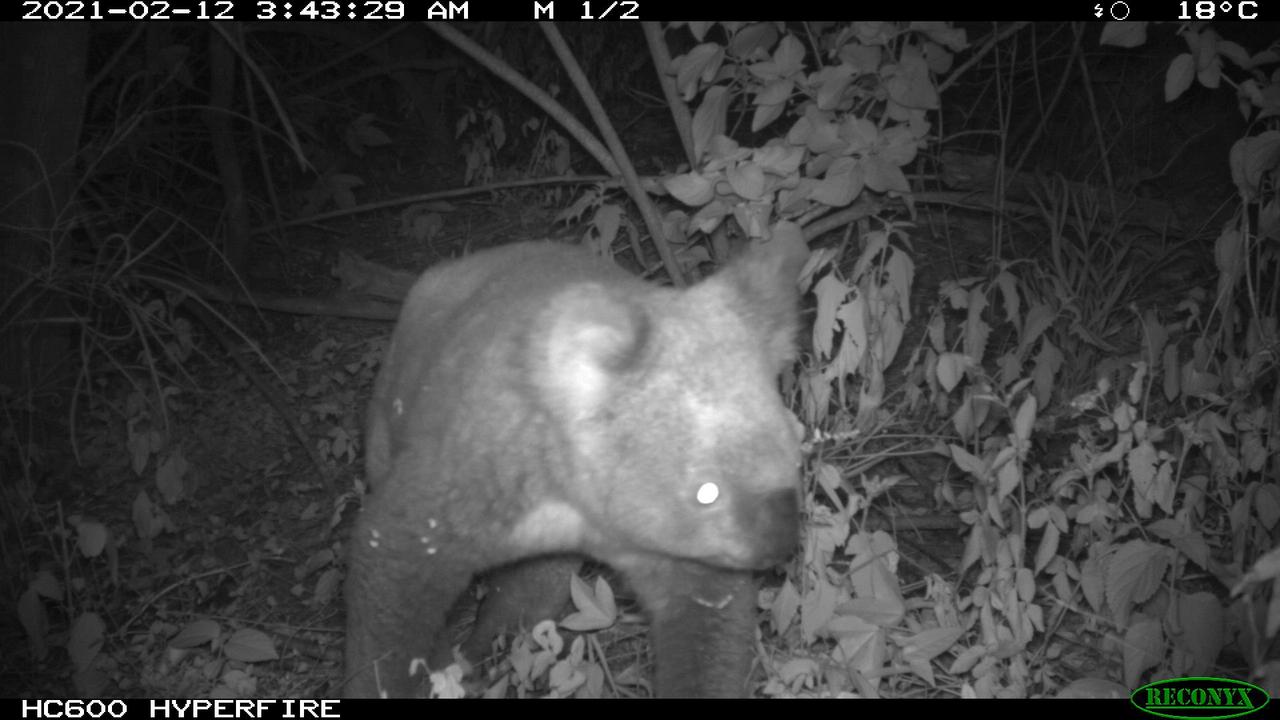 Dr Ben Allen is studying the effectiveness of nature corridors along the Toowoomba Bypass. Here is one of the clever creatures caught on camera during the study. Picture: Contributed