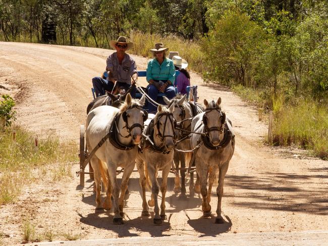 Dray riders took those without horses alongside the cattle mob during the Eidsvold Cattle Drive 2024.