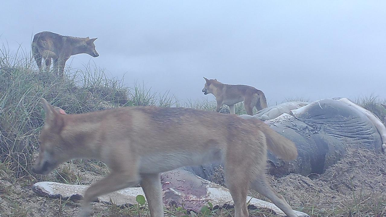 New photos show dingoes dining on dead humpback whale calves that washed up on K'gari.