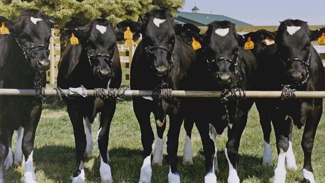  APRIL, 2000 : Five of six seven-month-old cloned cows (L-R) Lily, Daffodil, Crocus, Forsythia & Rose on a farm ...